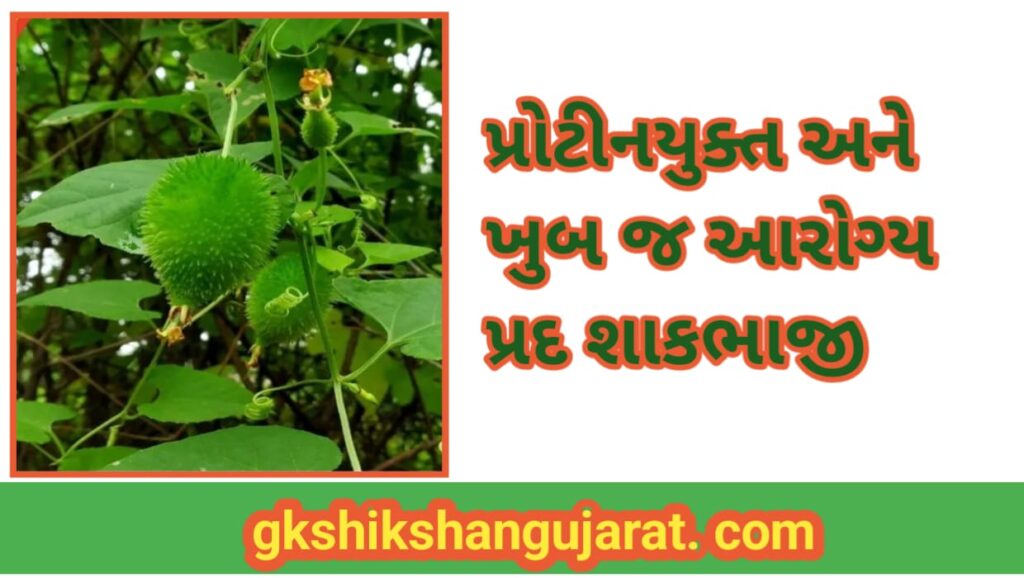 Spine Gourd Local Vegetables